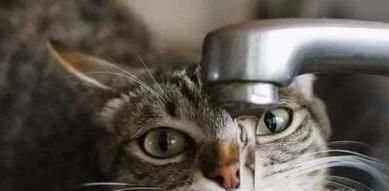 如何判断猫咪饮水量以及怎样让猫咪多喝水