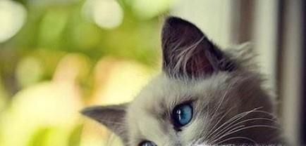如何识别猫咪身上的猫癣