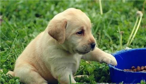 怎样养一只拉布拉多幼犬