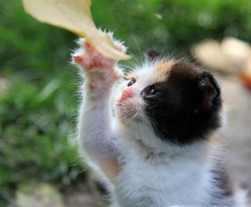 被猫咬伤了要打哪些疫苗？需要多少钱