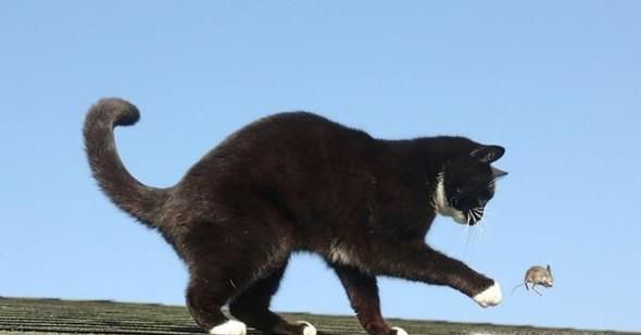 猫抓老鼠的经验