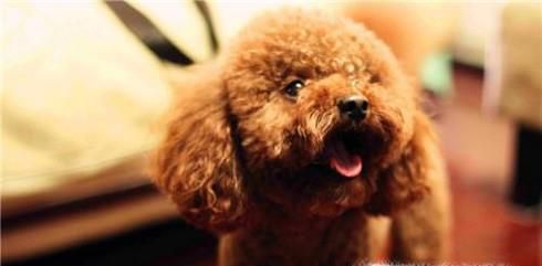 小泰迪半夜老叫怎么办