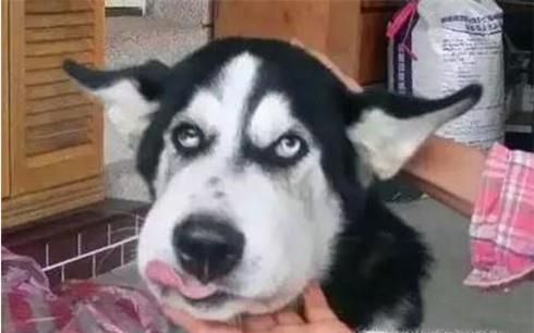 狗被蜜蜂蛰了怎么办