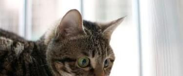 狸花猫和虎斑猫的区别