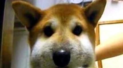 狗狗被蜜蜂蛰了怎么办
