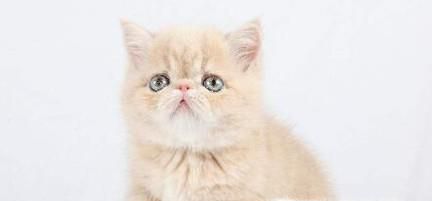 猫咪掉毛一块一块的，猫咪一块一块掉毛