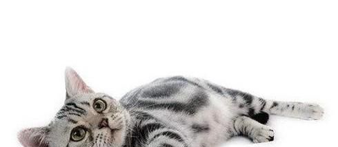 如何判断母猫是不是怀孕以及怀孕注意事项