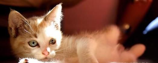 猫耳螨要治多久能好，小猫耳螨几天能好