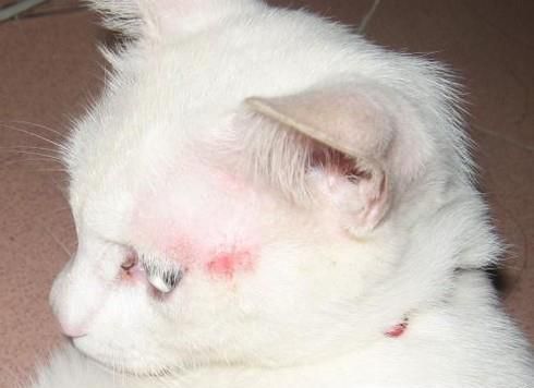 猫咪消化不良怎么办 猫咪消化不良吃什么