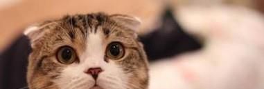 猫咪打喷嚏能自己好吗，猫咪老是打喷嚏怎么办