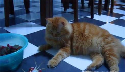 猫吃了螃蟹壳怎么处理
