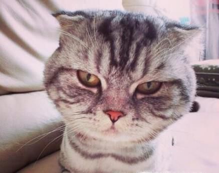 怎样给猫剪指甲