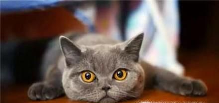 怎么养好一只猫