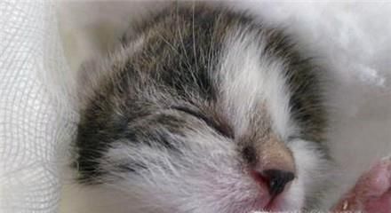 没有睁眼的小奶猫能养活吗？