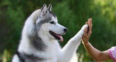 狗狗喜欢主人的表现有哪些