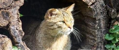 被野猫抓伤出血怎么办、如何处理