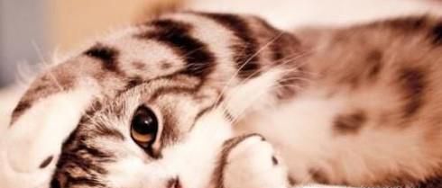 不让猫咪上床睡觉的妙招