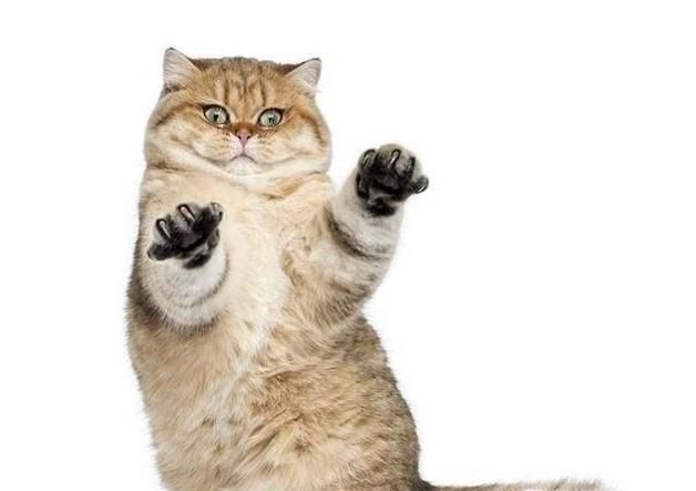 猫咪便血吃什么药