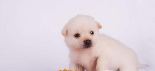 狗粮什么牌子好