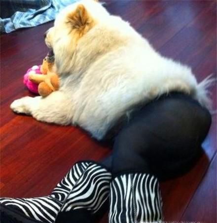 怎么给狗狗穿衣服