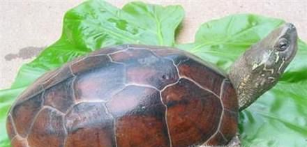 长寿龟的饲养方法
