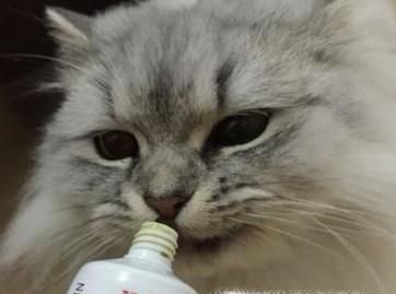 猫咪化毛膏的选择和使用，养猫新手知识导航
