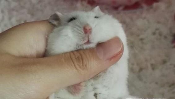 新手如何养仓鼠？