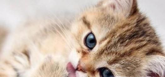 驱猫最有效的方法