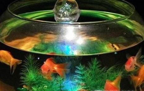 新手如何养鱼？