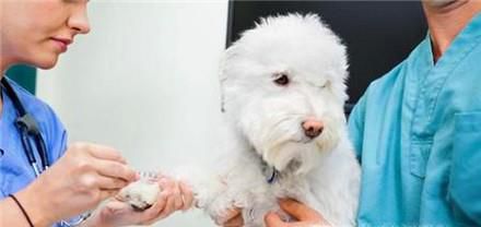 狗狗打疫苗应该怎么打
