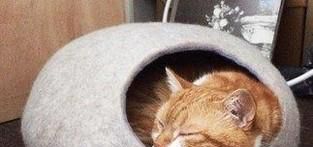 新手养猫攻略