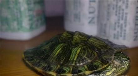 乌龟为何爱睡觉