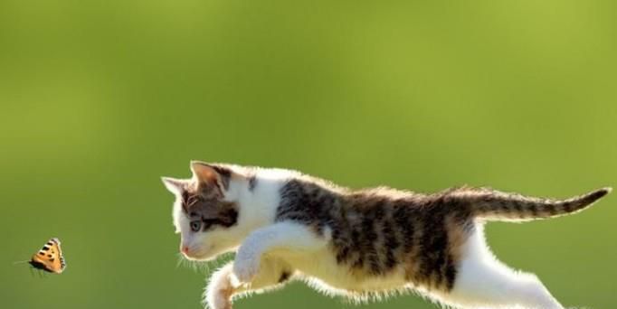 土猫怎么养好看