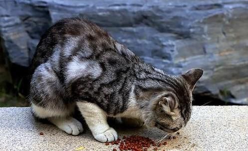 猫咪吃什么猫粮好，这3点内容一定要知道
