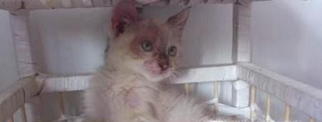 猫起猫癣怎么办