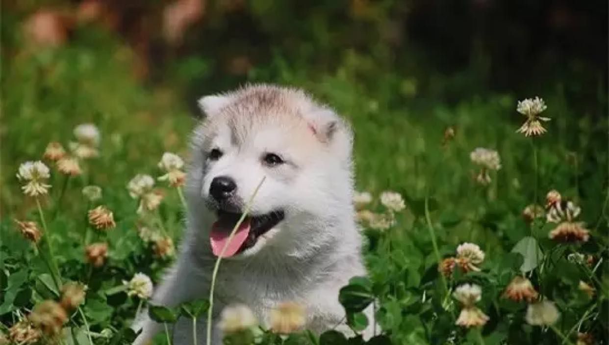 有的狗狗为什么喜欢吃草？
