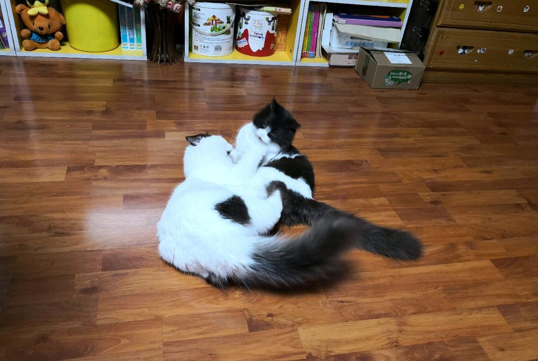 为什么晚上睡觉时猫咪总喜欢靠近自己的头，而且咕噜声还很大？