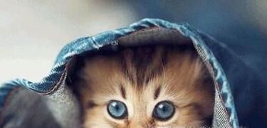 猫拉稀怎么办？有什么办法可以治吗?