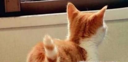 猫的尾巴代表着什么意思