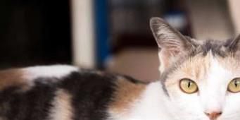 怎样限制猫尿被子？