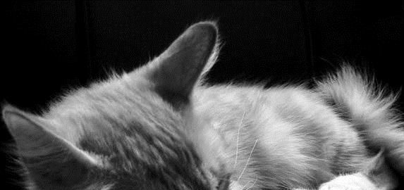 怎么辨别麒麟猫