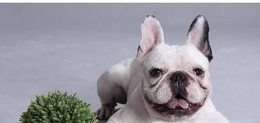 狗狗钙片什么牌子好