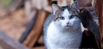 猫咪患肾病的5大症状！