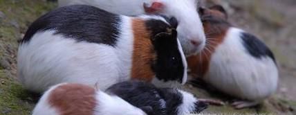 荷兰猪拉稀腹泻还拉水怎么办？