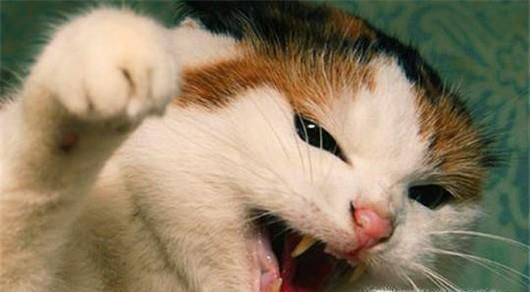 如何预防猫抓病？