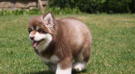 阿拉斯加犬咳嗽是什么原因