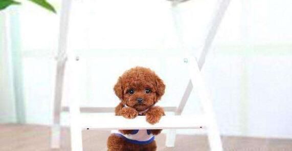 茶杯犬为什么不能养原因有哪些