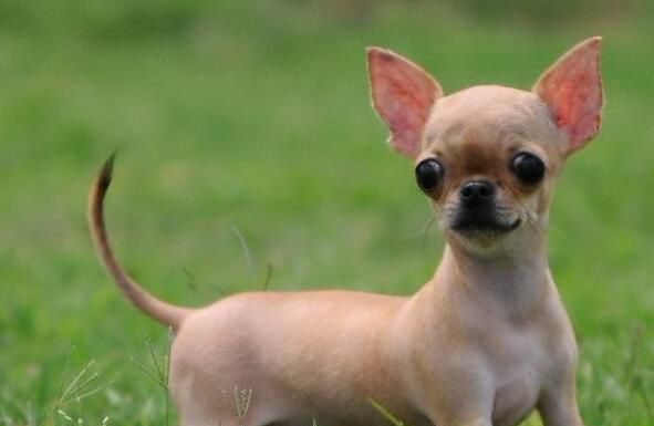 怎么挑选吉娃娃的狗粮,幼犬、老犬吃含钙高的狗粮好