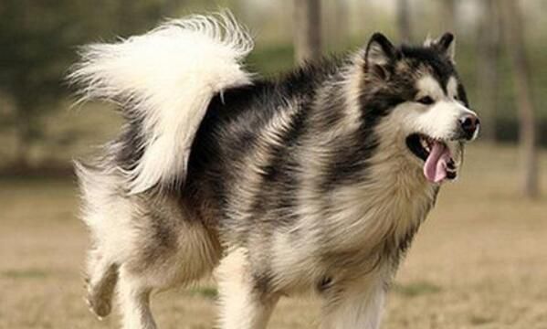 阿拉斯加幼犬、老犬吃含钙高的狗粮好