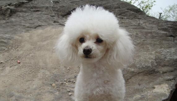 贵宾犬为什么晚上叫，怎么训练贵宾犬不乱叫
